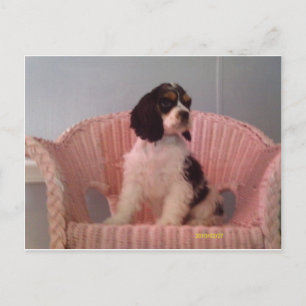 Jenna, Tri american cocker spaniel puppy Postcard