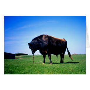 Jersey bull in Jersey, Channel Islands card
