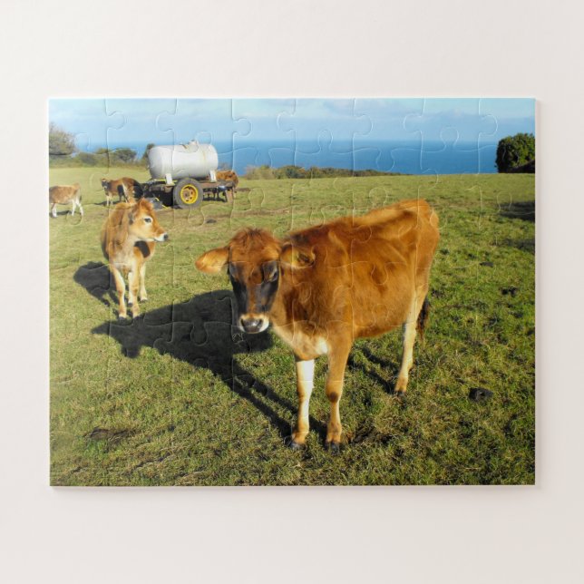 Jersey calves in Jersey Jigsaw Puzzle (Horizontal)