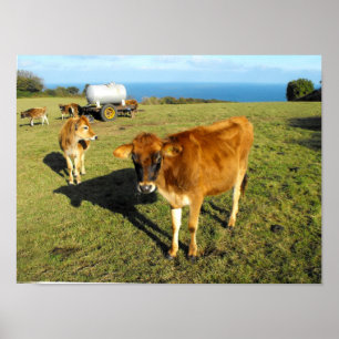 Jersey calves, St John, Jersey Poster