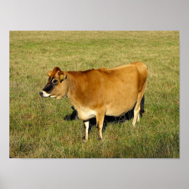 Jersey cow in Jersey Poster (Front)