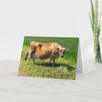 Jersey cow in the Channel Islands