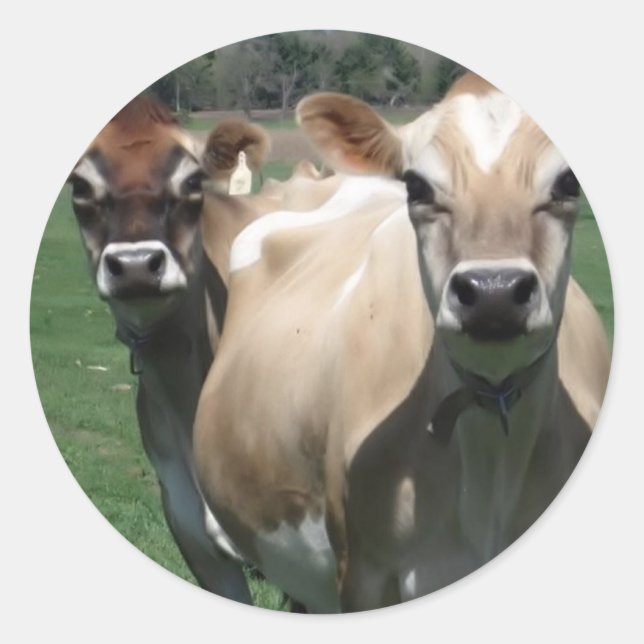 Jersey cows classic round sticker (Front)