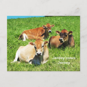 Jersey cows farm animals postcard