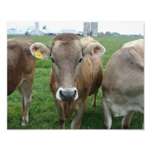 Jersey Cows in Ohio Rural Landscape Photo Print