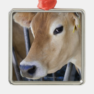 Jersey dairy cow with head in head lock. metal tree decoration
