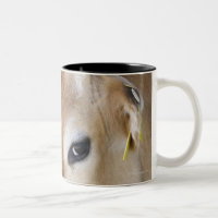 Jersey dairy cow with head in head lock.