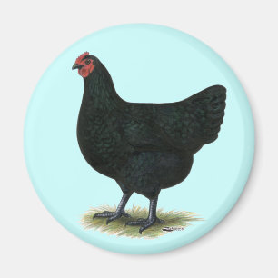Jersey Giant: Black Hen Magnet