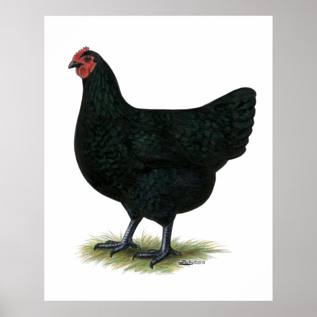 Jersey Giant:  Black Hen Poster (Front)