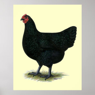 Jersey Giant:  Black Hen Poster