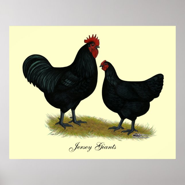 Jersey Giant Chickens Poster (Front)