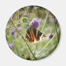 Jersey Tiger Moth Magnet