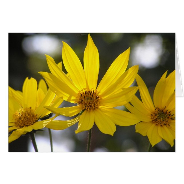 Jerusalem Artichoke (Front Horizontal)