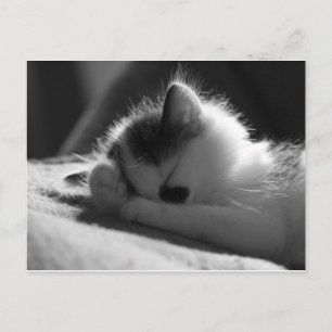 jessy jane - Postcard