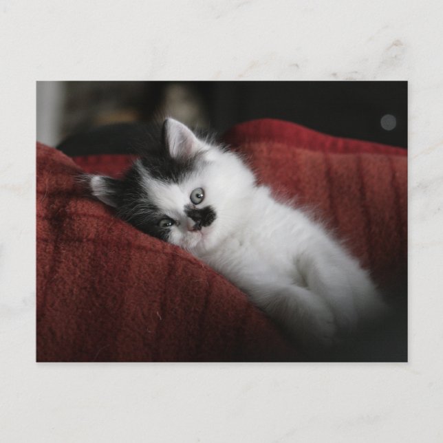 Jessy Jane - postcard (Front)