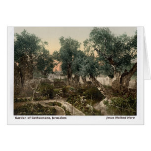Jesus Walked Here: Garden of Gethsemane