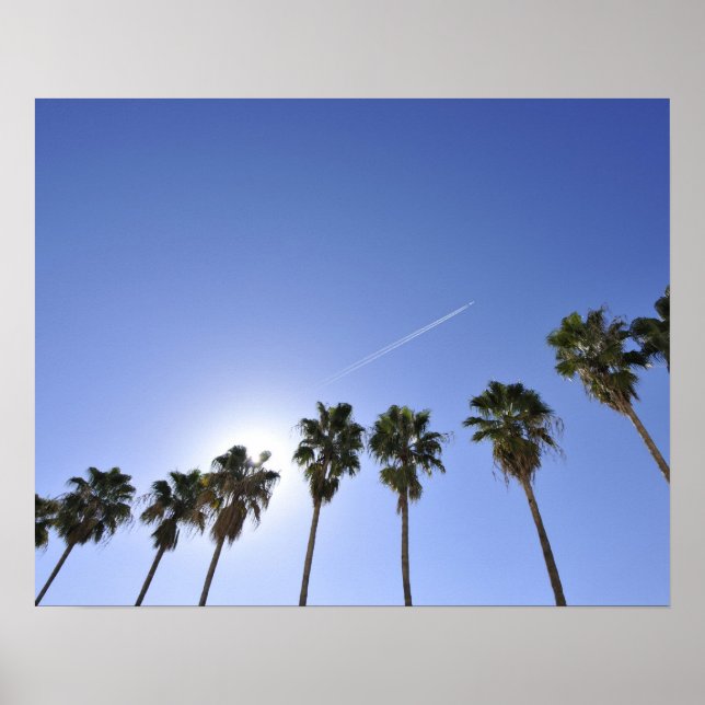 Jet Stream Over Palm trees Poster (Front)