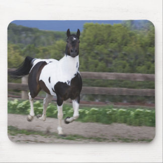 Jet the Paint Horse Running Mouse Pad