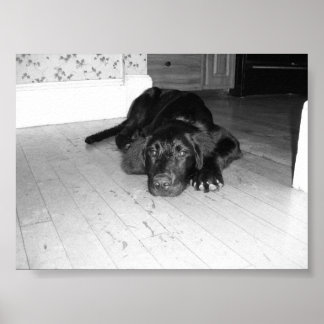 Jett on hardwood poster