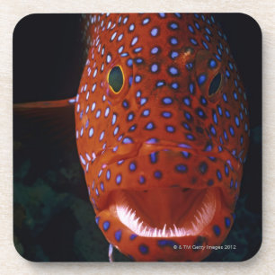 Jewel Grouper, Cephalopholis miniata Coaster