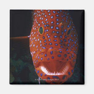 Jewel Grouper, Cephalopholis miniata Magnet