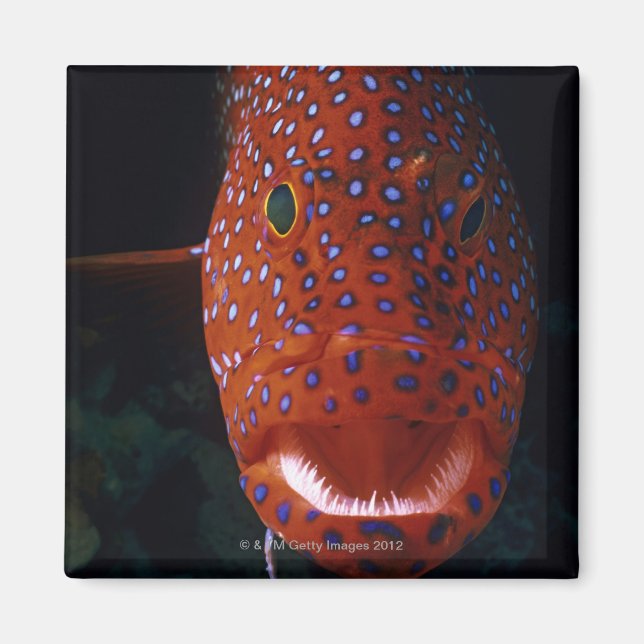 Jewel Grouper, Cephalopholis miniata Magnet (Front)