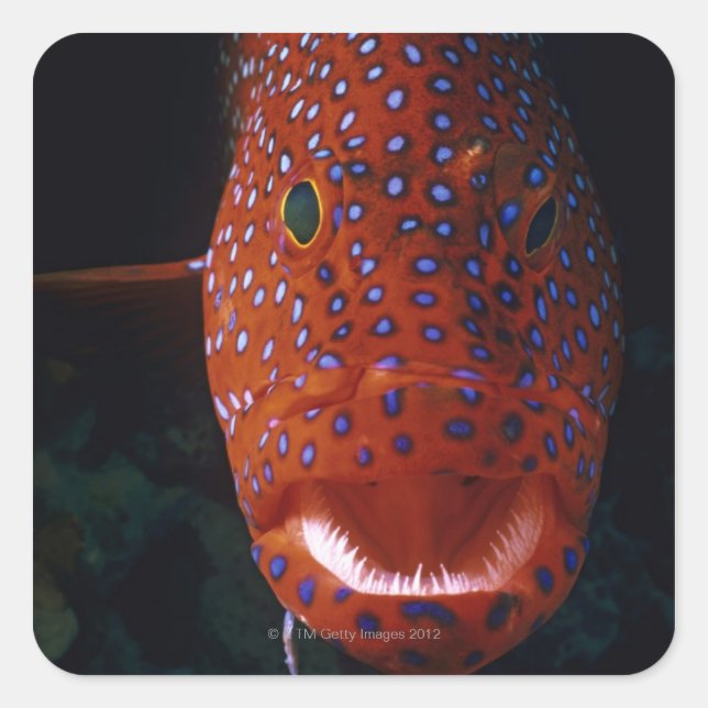 Jewel Grouper, Cephalopholis miniata Square Sticker (Front)