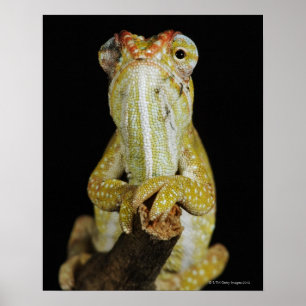 Jewelled chameleon, or Campan's chameleon Poster