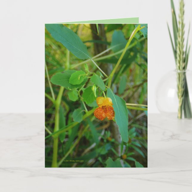 Jewelweed Card (Front)