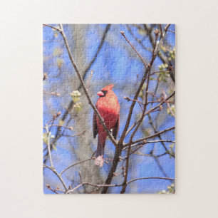 Jigsaw puzzle male northern Cardinal in tree
