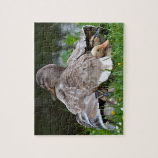 Jigsaw Puzzle: Mallard duck and ducklings Puzzle