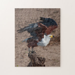 Jigsaw Puzzle of African Fish Eagle
