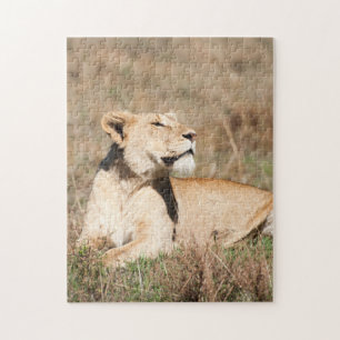 Jigsaw puzzle Portrait of a Lioness