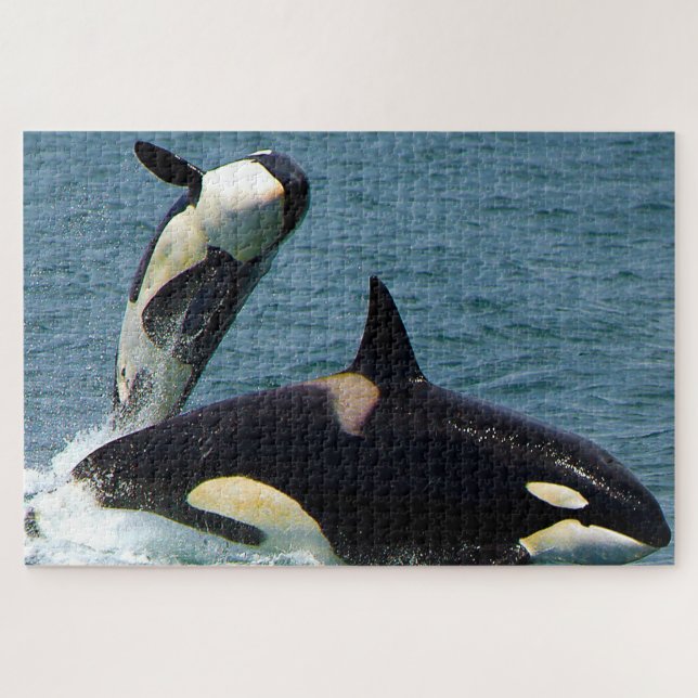 Jigsaws Orcas or Killer Whales Jigsaw Puzzle (Horizontal)