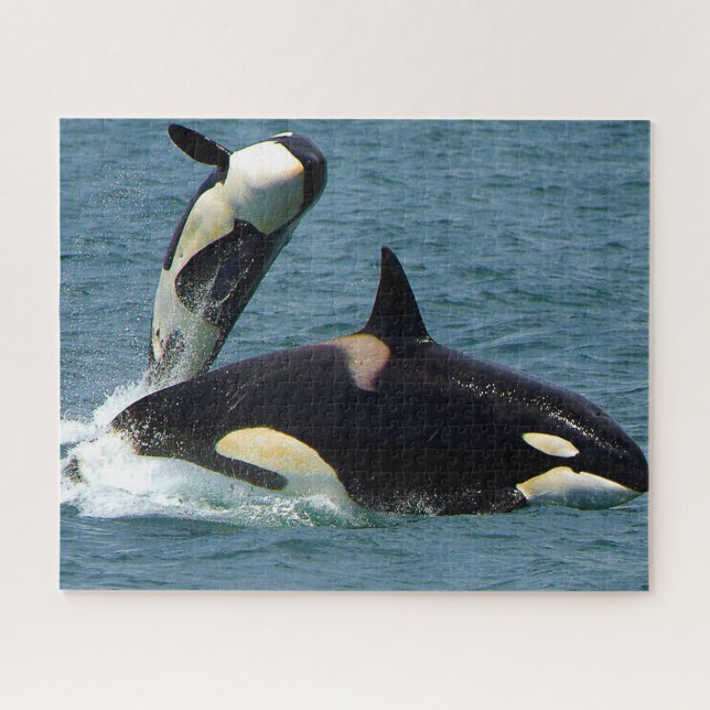 Jigsaws Orcas or Killer Whales Jigsaw Puzzle (Horizontal)
