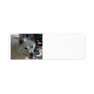 jindo.png return address label