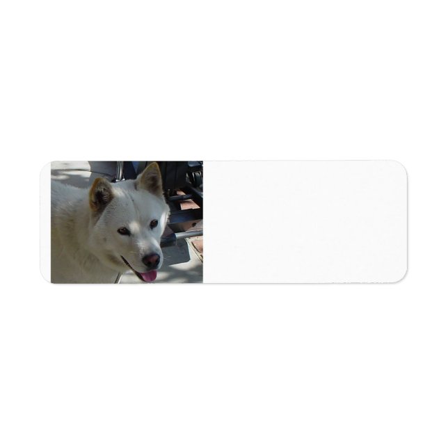 jindo.png return address label (Front)