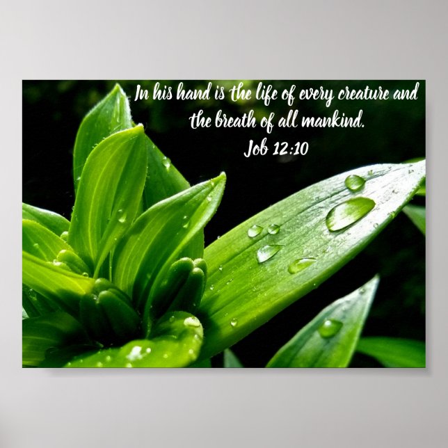 Job 12:10, Print, Value Poster Paper (Matte) (Front)