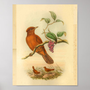 Jobi Island Wood Shrike Vintage Orange Bird Print