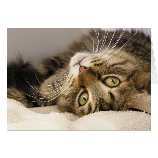 Jody (Front Horizontal)