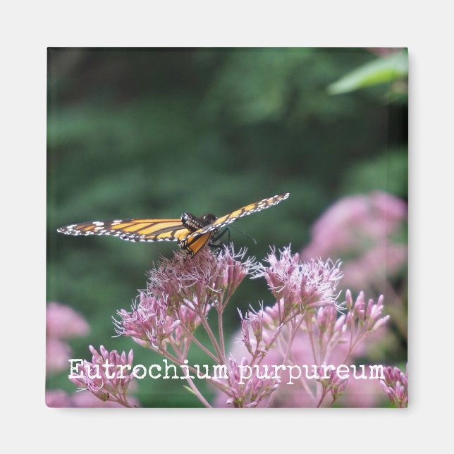 Joe Pye Weed Botanical Magnet (Front)