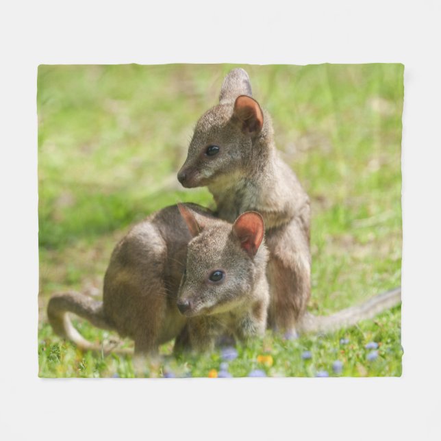 Joey Wallabies in the Sunshine Fleece Blanket (Front (Horizontal))