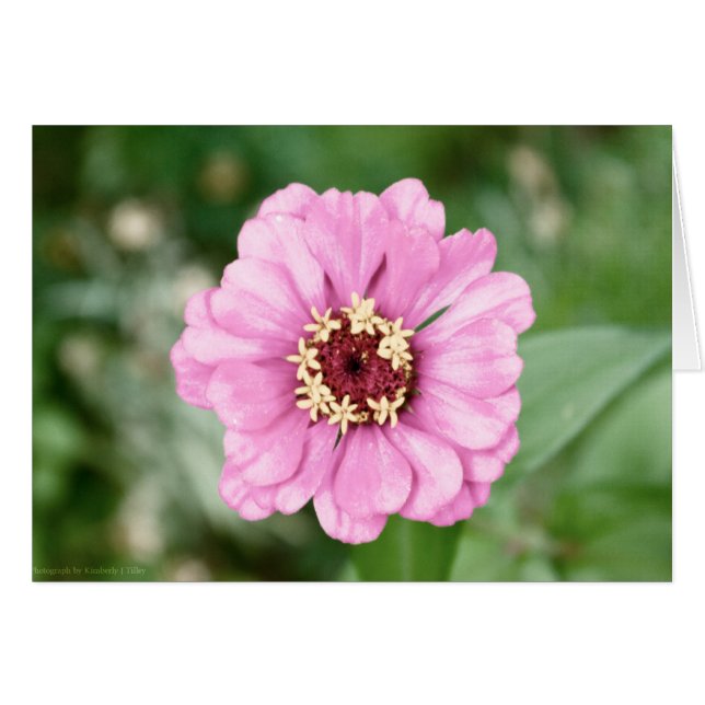 Johann's Beauty (Front Horizontal)