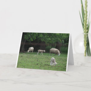 John 10:27&28, Sheep Card