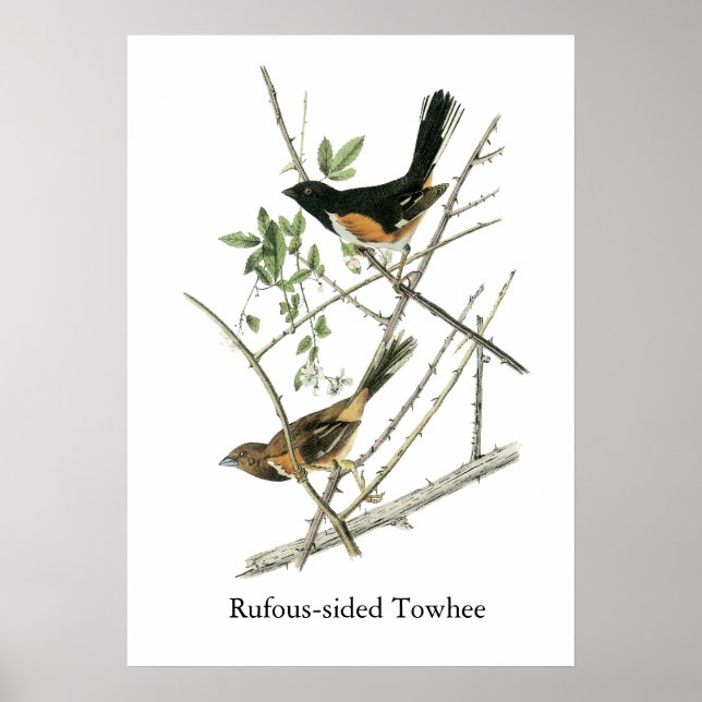 John Audubon Rufous-sided Towhee Poster (Front)
