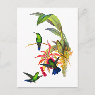 John Gould's Hummingbirds with  Pink Orchids Postcard