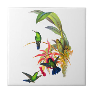John Gould's Hummingbirds with  Pink Orchids Tile