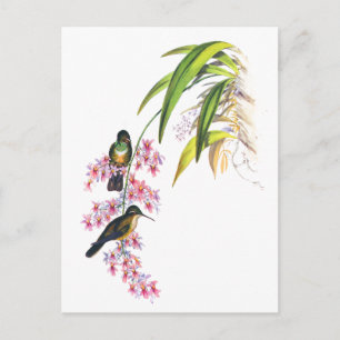 John Gould's Pink Orchids and Hummingbirds Postcard