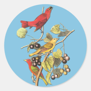 John J Audubon Summer Tanager Bird Art Stickers