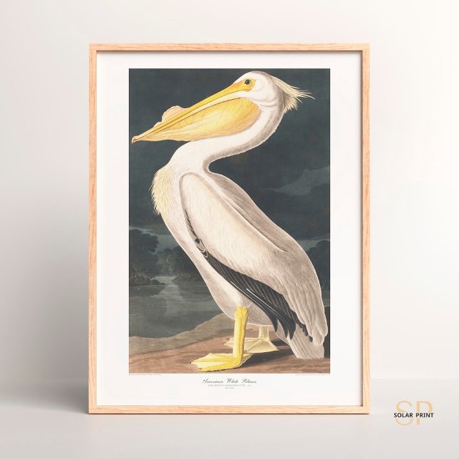 John James Audubon American White Pelican Majesty Poster (Creator Uploaded)